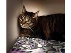 Gracie, Domestic Shorthair For Adoption In Sebastian, Florida