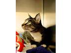 Crystal, Domestic Shorthair For Adoption In Sebastian, Florida