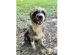 Natasha, Terrier (unknown Type, Medium) For Adoption In White Plains, New York