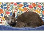Bleu Grayson, Russian Blue For Adoption In Provo, Utah