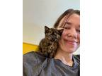 Buttons Beken, Domestic Shorthair For Adoption In Provo, Utah
