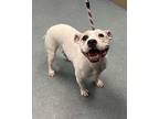 Marsha, American Pit Bull Terrier For Adoption In Richmond, Virginia