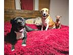Oso Ark Xl Snuggles, American Staffordshire Terrier For Adoption In Provo, Utah