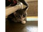 Woolf / Austen, Domestic Shorthair For Adoption In Duluth, Minnesota