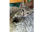 Arlington, Domestic Shorthair For Adoption In Little Rock, Arkansas