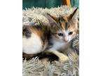 Augusta, Domestic Shorthair For Adoption In Little Rock, Arkansas
