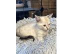 Abilene, Domestic Mediumhair For Adoption In Little Rock, Arkansas