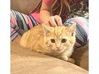 Pecan, Domestic Mediumhair For Adoption In Steinbach, Manitoba