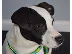 Po, Jack Russell Terrier For Adoption In Byron, Georgia