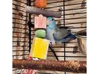 Blu, Parrotlet For Adoption In Kamloops, British Columbia