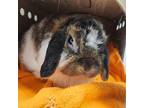 Willow, Lop, Holland For Adoption In Kamloops, British Columbia