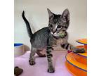 Rocky, Domestic Shorthair For Adoption In Atascadero, California