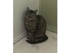 Prissy Perez, Domestic Shorthair For Adoption In Chandler, Arizona