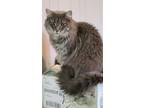 Carol, Domestic Mediumhair For Adoption In Forty Fort, Pennsylvania