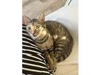 Paris Perez, Domestic Shorthair For Adoption In Chandler, Arizona
