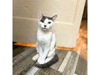Aconcagua & Rainier & Kilimanjaro, Domestic Shorthair For Adoption In Brooklyn