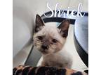 Shriek, Domestic Shorthair For Adoption In Hillsboro, Ohio