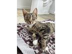 Stitch, Domestic Shorthair For Adoption In Philadelphia, Pennsylvania
