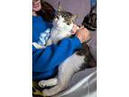 Prince, Domestic Shorthair For Adoption In Roslindale, Massachusetts