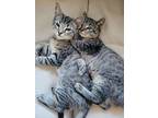 Eunice & Lee **bonded Pair**, Domestic Shorthair For Adoption In Philadelphia