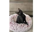 Mummy, Domestic Shorthair For Adoption In Fort Worth, Texas