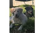 Miguel, Labrador Retriever For Adoption In Woodland Hills, California