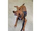 Myles: Fka Takoda, Labrador Retriever For Adoption In Peoria, Illinois
