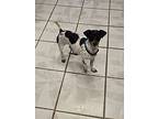 Princess, Miniature Pinscher For Adoption In Calimesa, California
