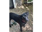 Evie, Labrador Retriever For Adoption In Appleton, Wisconsin