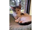 Frank, Domestic Shorthair For Adoption In Dallas, Texas