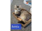 Bobbie, Domestic Shorthair For Adoption In Plymouth, Minnesota