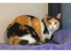 Lilly Dee, Domestic Shorthair For Adoption In Fountain Hills, Arizona