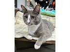 Naomi, Domestic Shorthair For Adoption In Plymouth, Minnesota