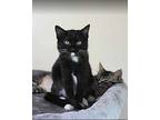 Ali, Domestic Shorthair For Adoption In Plymouth, Minnesota