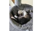 Will, Domestic Shorthair For Adoption In Plymouth, Minnesota
