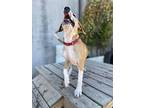 Teddy, Labrador Retriever For Adoption In New Orleans, Louisiana