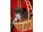 Periwinkle & Kitten Rosetta, Domestic Shorthair For Adoption In Marietta, Ohio
