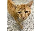 Dart, Domestic Shorthair For Adoption In Fresno, California