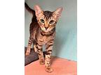 Candy Cane, Domestic Shorthair For Adoption In Fresno, California