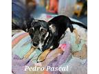 Pedro Pascal, Labrador Retriever For Adoption In The Woodlands, Texas