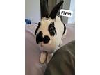Flynn, English Spot For Adoption In Melbourne, Florida