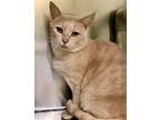 Elliott, Domestic Shorthair For Adoption In Washington, Virginia