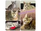 Hocus & Pocus, Domestic Shorthair For Adoption In Hollister, California