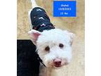 Shohei, Westie, West Highland White Terrier For Adoption In West Hollywood