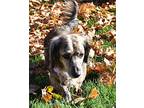 Gemma, Pending Home, Dachshund For Adoption In Airway Heights, Washington