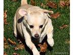 Buddy/holly, Bonded Paid $300, Dachshund For Adoption In Airway Heights