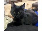 Penelope, Domestic Shorthair For Adoption In Matthews, North Carolina