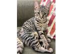 Phoebe, Domestic Shorthair For Adoption In Matthews, North Carolina
