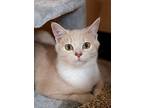 Miles, Domestic Shorthair For Adoption In Matthews, North Carolina