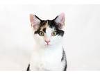 Callie, Domestic Shorthair For Adoption In Matthews, North Carolina